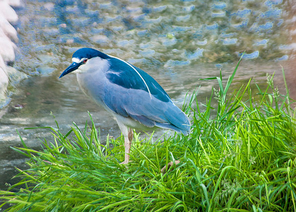 Zoo Lima0236