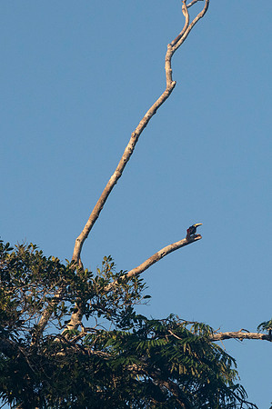 Cuyabeno Ecuador 20250121 779