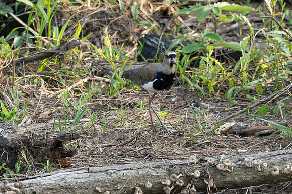 Cuyabeno Ecuador 20250120 728