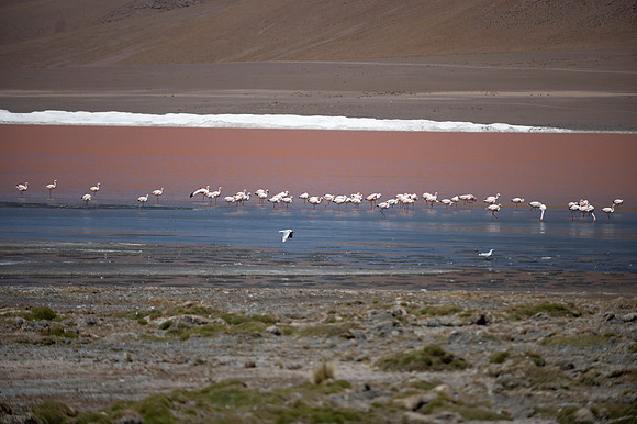 Eduardo Avaroa National Reserve 20230221 2170