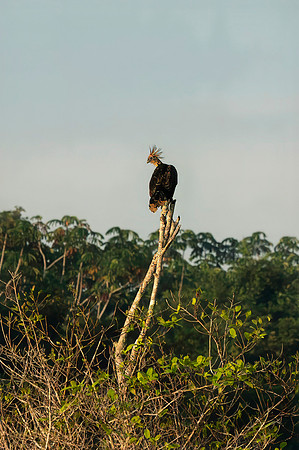 Cuyabeno Ecuador 20250119 188