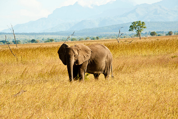 _HP12553