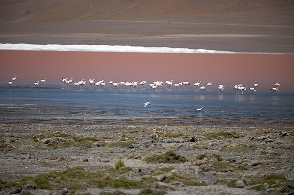 Eduardo Avaroa National Reserve 20230221 2168