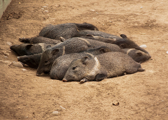 Zoo Lima0289