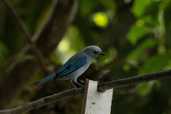 Mindo Ecuador 20250124 153
