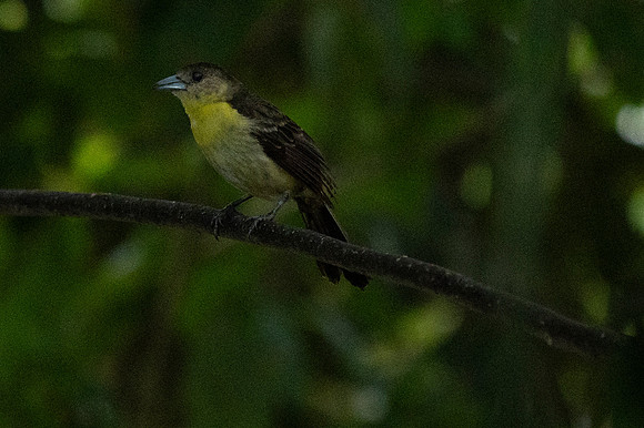 Mindo Ecuador 20250124 108