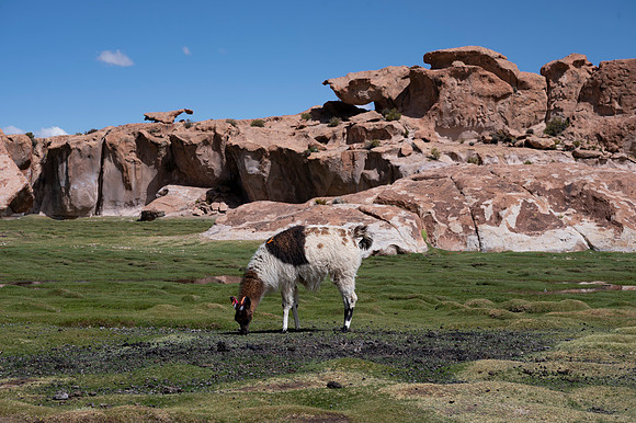 Eduardo Avaroa National Reserve 20230220 1994