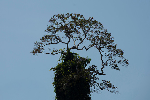 Cuyabeno Ecuador 20250118 125