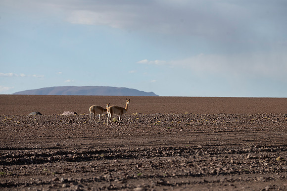 Eduardo Avaroa National Reserve 20230220 1960