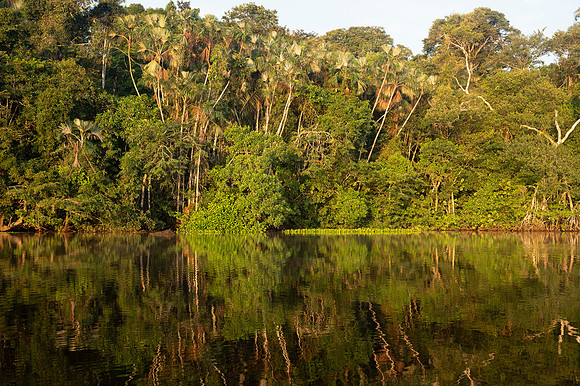 Cuyabeno Ecuador 20250119 156
