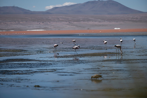 Eduardo Avaroa National Reserve 20230221 2179