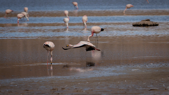 Eduardo Avaroa National Reserve 20230220 1973