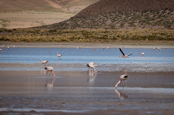 Eduardo Avaroa National Reserve 20230220 1967