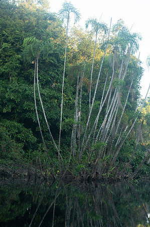 Cuyabeno Ecuador 20250121 769