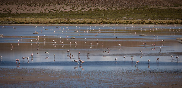 Eduardo Avaroa National Reserve 20230220 1981