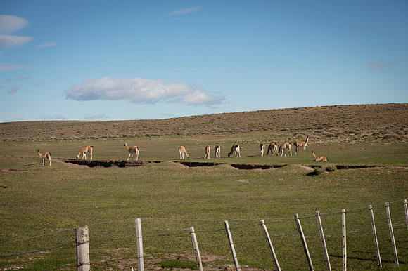 Guanacos 20240129 213