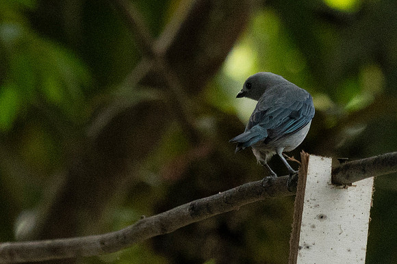 Mindo Ecuador 20250124 151
