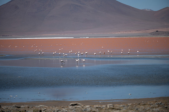 Eduardo Avaroa National Reserve 20230221 2172