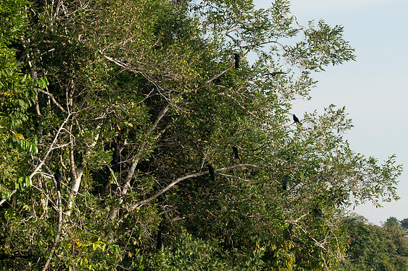 Cuyabeno Ecuador 20250119 217