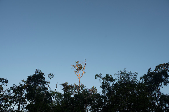 Cuyabeno Ecuador 20250121 748
