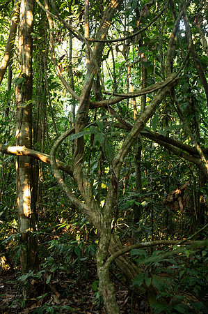 Cuyabeno Ecuador 20250118 138