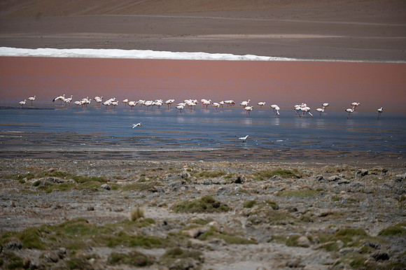 Eduardo Avaroa National Reserve 20230221 2169