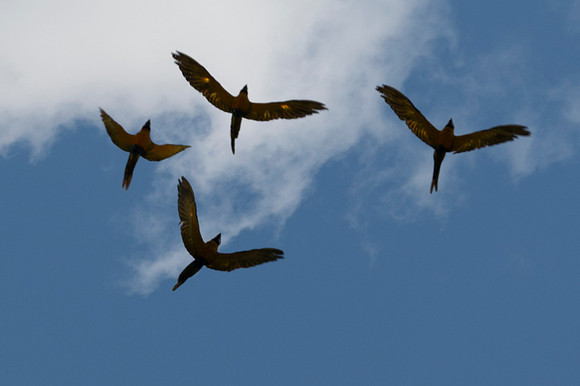 Cuyabeno Ecuador 20250120 718