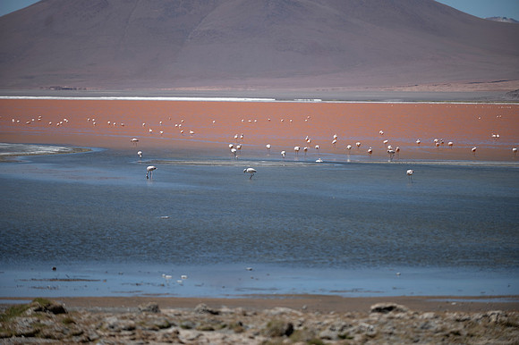 Eduardo Avaroa National Reserve 20230221 2163