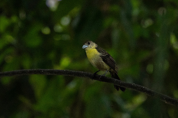 Mindo Ecuador 20250124 110