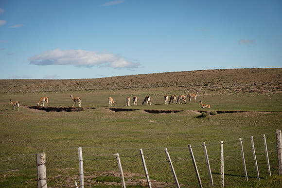 Guanacos 20240129 214