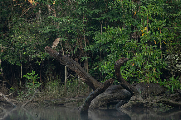 Cuyabeno Ecuador 20250121 758