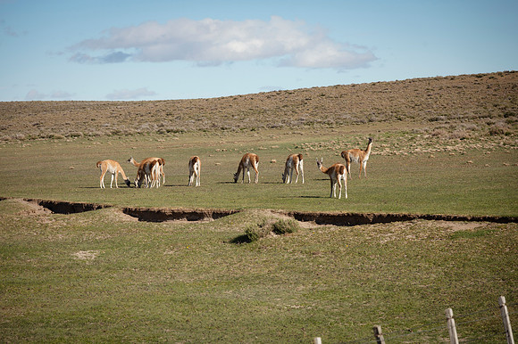 Guanacos 20240129 228