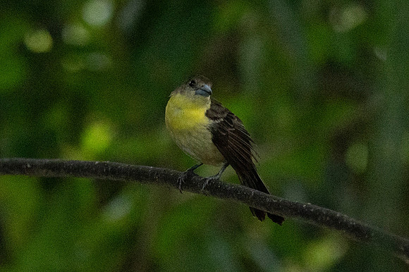 Mindo Ecuador 20250124 112