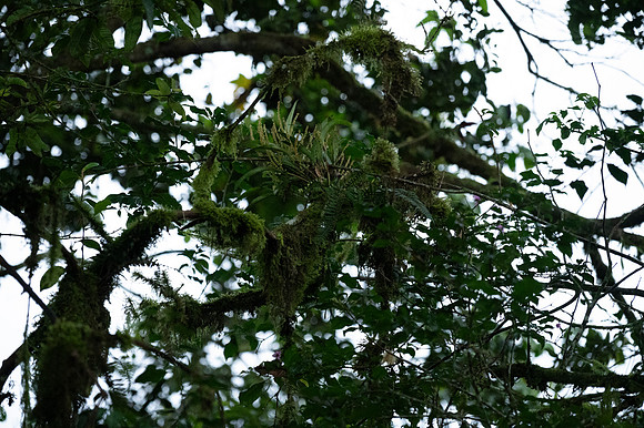Mindo Ecuador 20250124 102