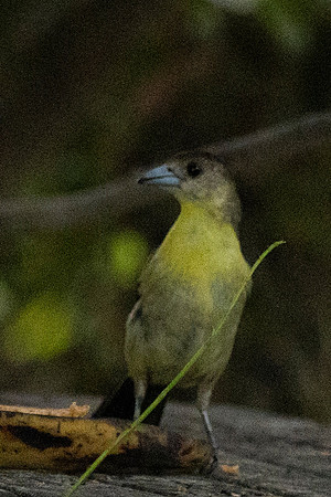 Mindo Ecuador 20250124 116