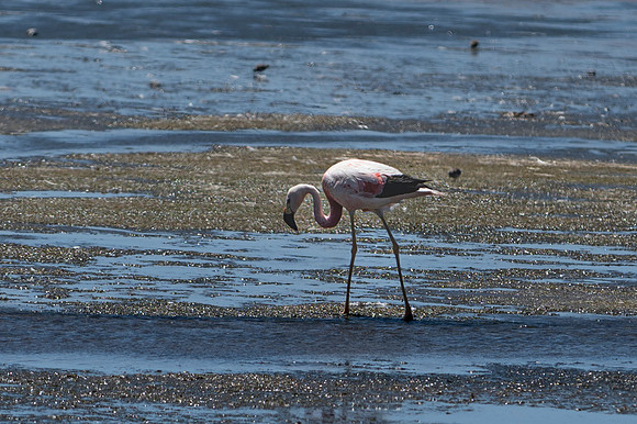 Eduardo Avaroa National Reserve 20230221 2180
