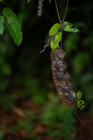 Cuyabeno Ecuador 20250122 800
