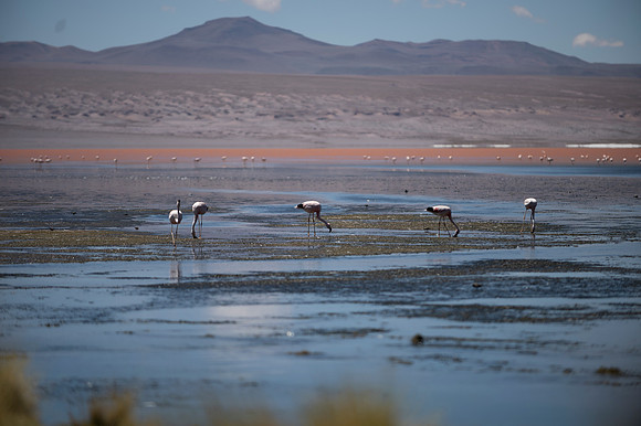 Eduardo Avaroa National Reserve 20230221 2176