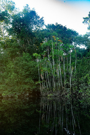 Cuyabeno Ecuador 20250121 773
