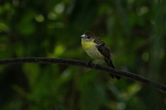 Mindo Ecuador 20250124 111