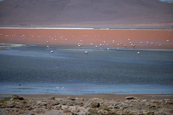 Eduardo Avaroa National Reserve 20230221 2164