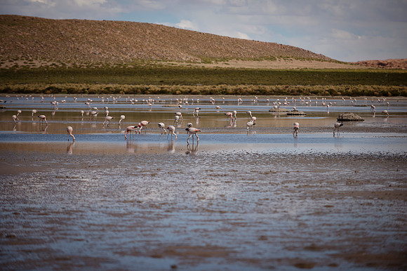 Eduardo Avaroa National Reserve 20230220 1965