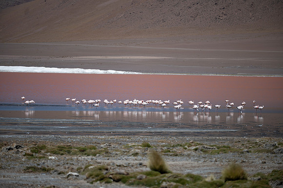 Eduardo Avaroa National Reserve 20230221 2173