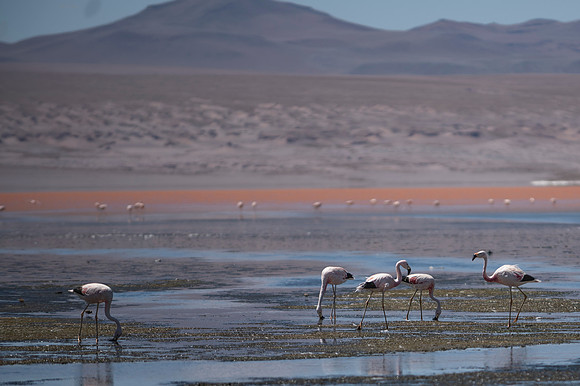 Eduardo Avaroa National Reserve 20230221 2177