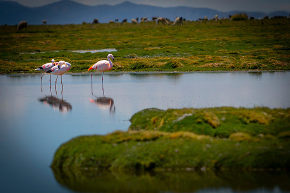 Eduardo Avaroa National Reserve 20230220 2047