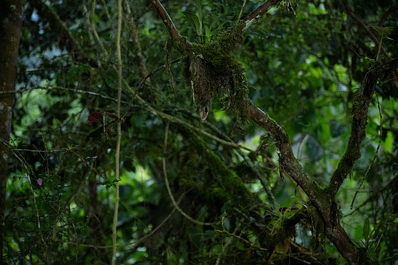 Mindo Ecuador 20250124 100